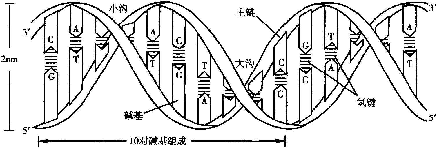 基因的修復(fù)